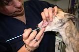 WHIPPET - TEST ADN 031